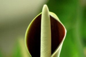 绿色花朵马蹄莲素材