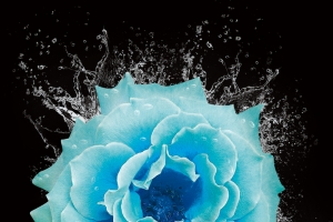 蓝色花卉水珠H5背景