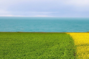 油菜花海背景