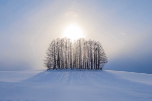 风景冬季 雪地 树iPad平板电脑壁纸