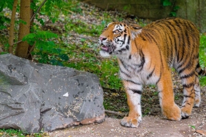 西伯利亚虎 一瞥 咧嘴笑 捕食者 大猫 4k壁纸 3840x2160