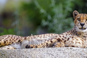 猎豹 下巴 尖牙 捕食者 大猫 4k壁纸 3840x2160