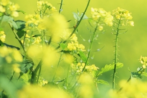 农业花草油菜花唯美朦胧背景banner