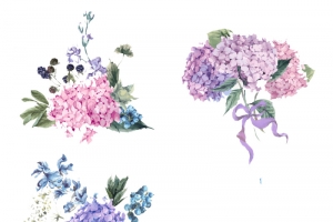 手绘绣球花