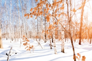 霜降雪地背景图