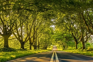 道路 标记 树木 小巷 距离 4k壁纸 3840x2160