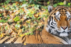 老虎 捕食者 动物 野生动物 大猫 模糊 4k壁纸 3840x2160