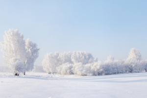 冬天雪地,树木,天空风景图片