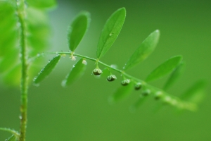 绿色叶子,植物的芽,露珠,图片