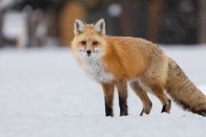 狐狸 动物 捕食者 雪 冬季 4k壁纸 3840x2160