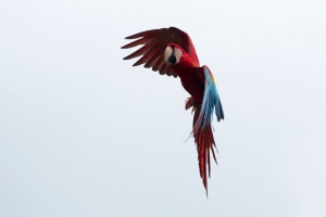 鹦鹉 金刚鹦鹉 鸟 飞行 天空 4k壁纸 3840x2160