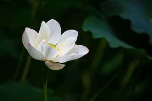 白色莲花荷花iPad平板电脑壁纸