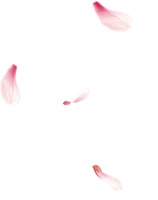 情人节粉红色花瓣飘落