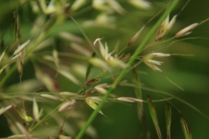 草 谷物 绿色 植物 微距 模糊 4k壁纸 3840x2160