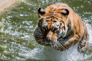 老虎 动物 捕食者 水 大猫 4k壁纸 3840x2160