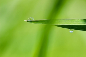 滴 水 雨 树叶 微距 绿色 4k壁纸 3840x2160