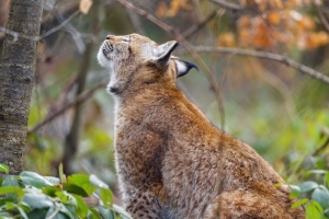 山猫 姿势 捕食者 野生动物 动物 4k壁纸 3840x2160