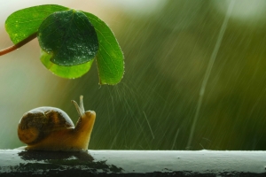 蜗牛 下雨 叶子 图片