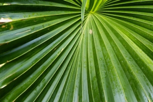 叶子 宏 水滴 绿色 植物 4k壁纸 3840x2160