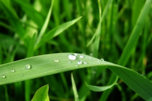 绿色植物叶子水珠图片