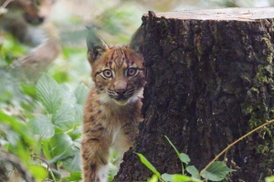 山猫 小猫 一瞥 动物 野生动物 可爱的 4k壁纸 3840x2160