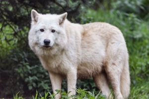 白狼 狼 动物 捕食者 野生 4k壁纸 3840x2160