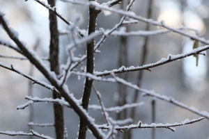 树枝 雪 模糊 冬季 4k壁纸 3840x2160