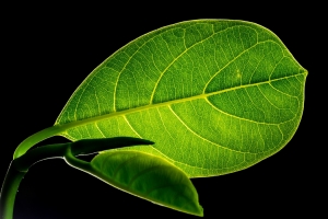 绿叶 植物 叶子 黑色背景 5K壁纸