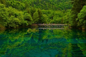 四川九寨沟风景 湖 桥 森林图片