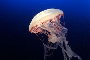 水母 海底世界 海洋 水族馆 游泳 蓝色 水上 4k壁纸 3840x2160