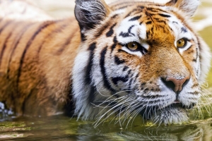 老虎 头 捕食者 水 大猫 4k壁纸 3840x2160