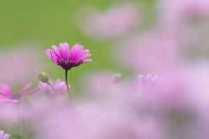 粉红色的花蕾,小花,背景图片