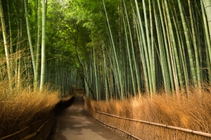 竹子,道路,竹林风景图片