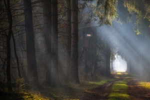 秋天风景森林阳光树林小路3440x1440带鱼屏壁纸