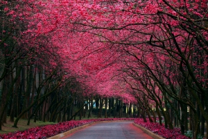 公园车道樱花春天风景图片