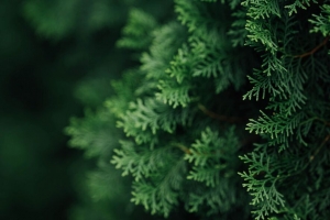  thuja 分支 宏 针 绿色 4k壁纸 3840x2160