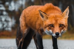 狐狸 捕食者 一瞥 沥青 4k壁纸 3840x2160