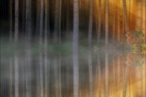 森林树木 湖水 倒映 5120x1440风景壁纸
