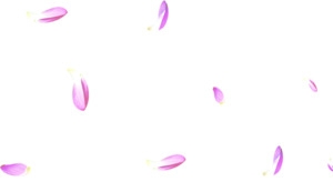 飘零紫色花瓣