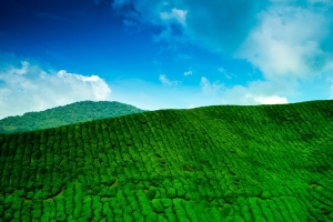 山 种植园 茶 绿色 4K 壁纸