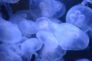 水母 透明 水下世界 蓝色 4k壁纸 3840x2160