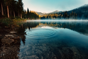 森林 雾 湖 早晨 自然风景壁纸