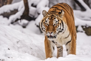 西伯利亚虎 虎 大猫 捕食者 雪地 4k壁纸 3840x2160