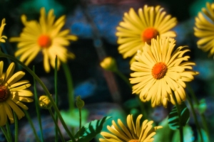  doronicum 花 花瓣 树叶 4k壁纸 3840x2160