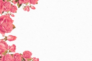 七夕情人节粉红玫瑰花banner