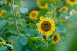 向日葵 花 植物 叶子 宏观 4k壁纸 3840x2160