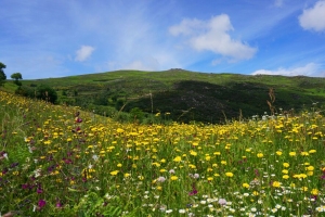 田野 鲜花 山丘 风景 自然 4k壁纸 3840x2160