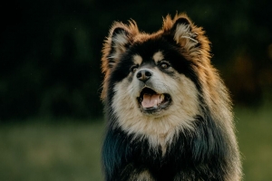 芬兰人lapphund 狗 突出的舌头 有趣的 4k壁纸 3840x2160