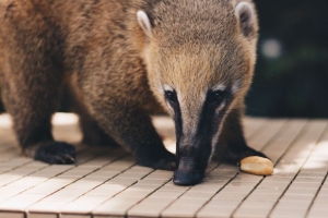  coati nasua 枪口 动物 4k壁纸 3840x2160