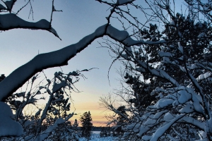 夕阳雪后树林壁纸